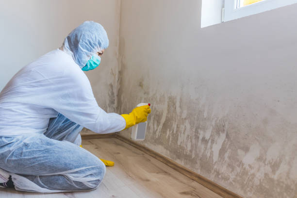 Mold Remediation specialist working in Hanover Park