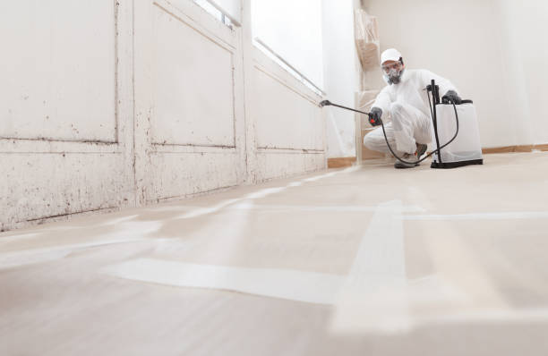 Black mold remediation team in Hanover Park
